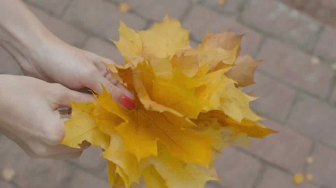 Yellow maple leaves are sorted out in the hands of Stock Footage 55302756