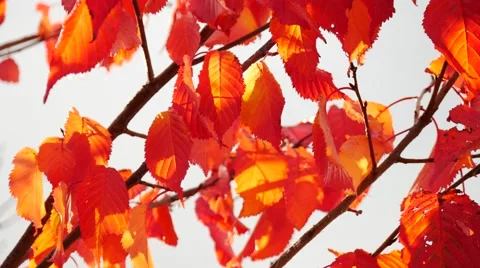 Yellow maple leaves in autumn Stock Footage 55871900