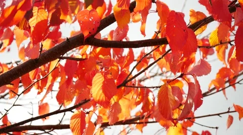 Yellow maple leaves in autumn Stock Footage 55871983