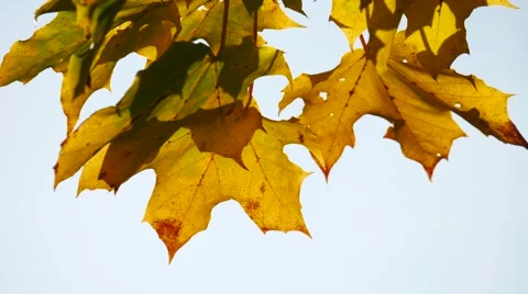 Yellow maple leaves in autumn Vídeo Stock 55872773