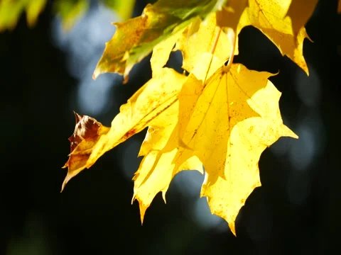 Yellow maple leaves in autumn Stock Footage 55872785