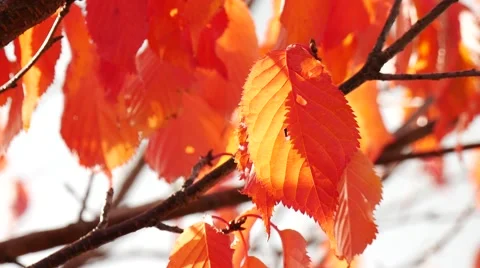 Yellow maple leaves in autumn Stock Footage 55873111