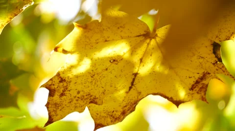 Yellow maple leaves in autumn Stock Footage 55873745