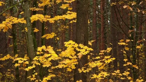 Yellow Maple Leaves in Autumn Forest Stock Footage 345122858