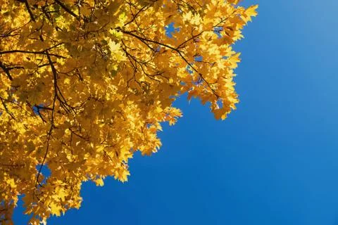 Yellow maple leaves on the background of clear sky. Stock Photos