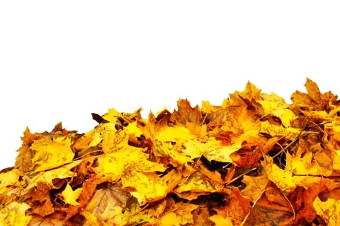 Yellow maple leaves as a background image Stock Photos