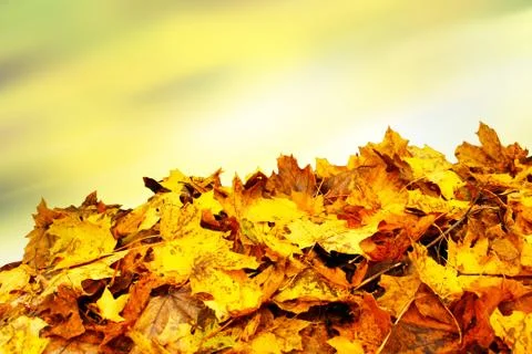 Yellow maple leaves as a background image Stock Photos