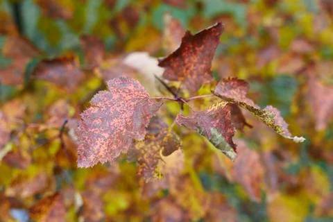 Yellow maple leaves background Stock Photos
