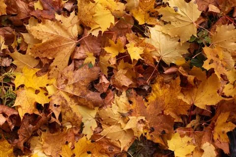 Yellow maple leaves background Stock Photos