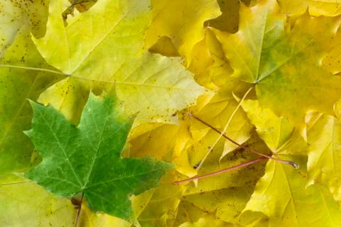Yellow maple leaves background 스톡 사진