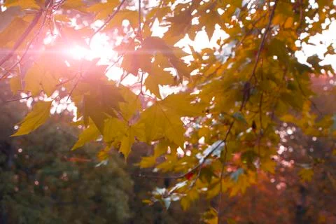 Yellow maple leaves on a background of shining sunlight. Autumn background. Stock Photos