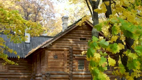 Yellow maple leaves on the background of a wooden hut in the forest. Stock Footage 219701971
