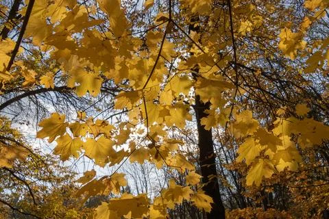 Yellow maple leaves in backlight Stock Photos