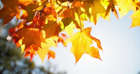 Yellow maple leaves backlit by sun Stock Footage 318795968