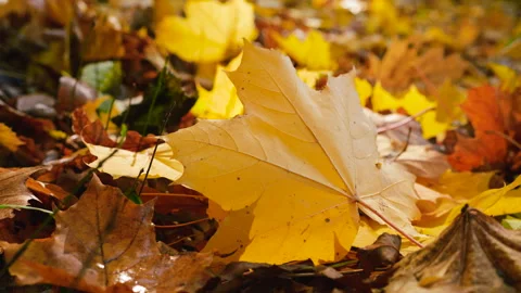 	Yellow maple leaves in backlit sunlight in an autumn park. Video stock 320198707