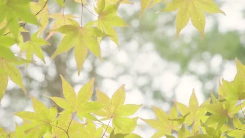 Yellow Maple Leaves Blowing by Wind Stock Footage 153585947
