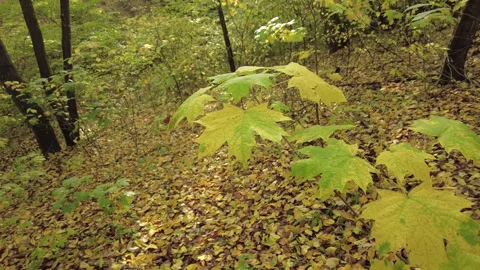 Yellow maple leaves blowing in the wind Stock-Footage 256158282