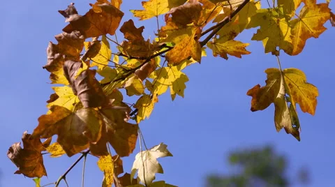 Yellow Maple Leaves on a Blue Sky Close-Up - 4K Stock Footage 41806169