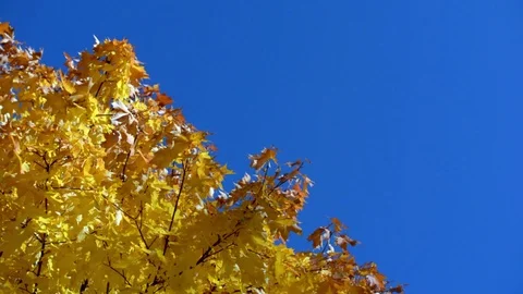 Yellow maple leaves on blue sky background Stock Footage 117925870