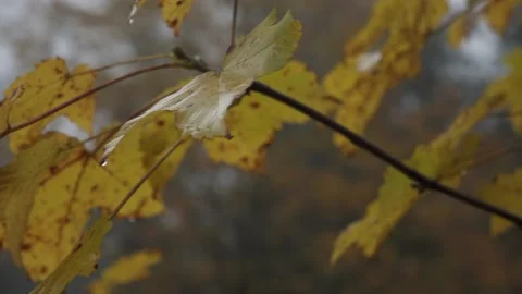 Yellow maple leaves on a branch. Soft focus. Autumn nature Stock Footage 148224434