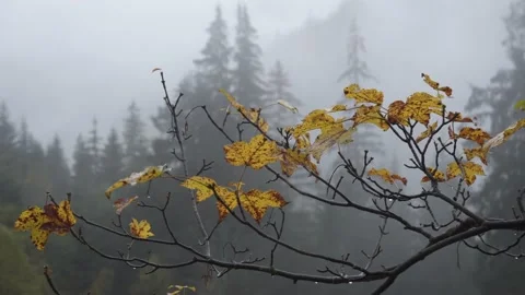 Yellow maple leaves on a branch. Soft focus. Autumn nature Stock Footage 148225018