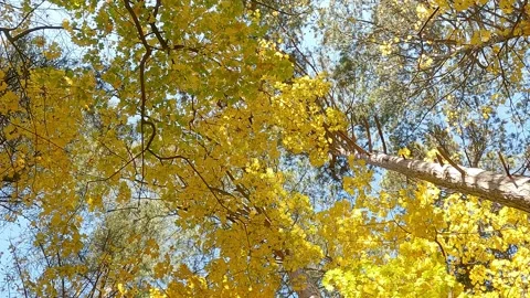 Yellow maple leaves on branches Stock Footage 165199219