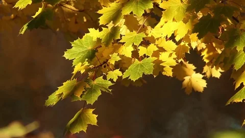 Yellow maple leaves on branches reflected in golden water Stock Footage 84072123