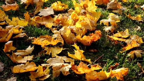 Yellow maple leaves in bright rays of the sun. Warm fall season. Stock Footage 155706820