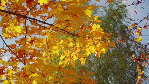 Yellow maple leaves burn in the sunlight Stock Footage 140200035