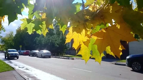 Yellow maple leaves in close-up flutter in the wind over the highway with cars Stock Footage 219812730