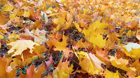 Yellow maple leaves close up Stock Footage 163057585