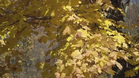 Yellow maple leaves close up swaying in the wind Stock Footage 163740480
