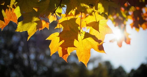 Yellow maple leaves closeup Stock Footage 318796143