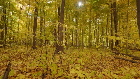 Yellow Maple Leaves Covering the Forest Floor in Ontario Autumn Stock Footage 345556368