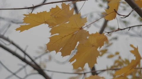 Yellow maple leaves develop in the wind in the autumn. autumn foliage.  4k video Stock Footage 119467096