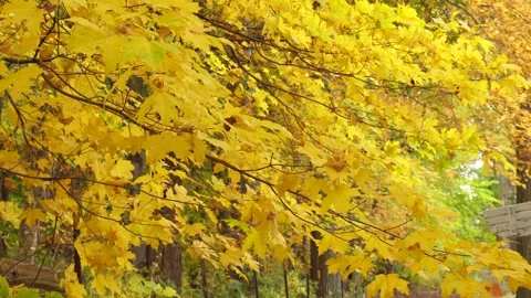 Yellow maple leaves fall in the autumn season, Foliage autumn Stock Footage 254196171