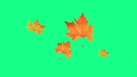 Yellow maple leaves fall on a black background Stock Footage 246116174
