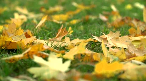 Yellow maple leaves fall on a green grass slow motion Video stock 56373794