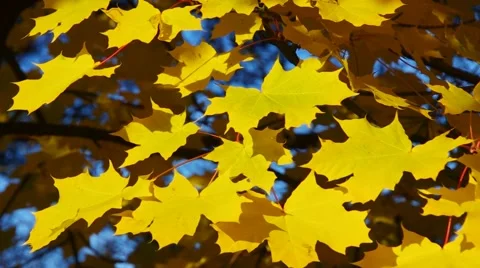 Yellow maple leaves in fall shows the Indian Summer Stock Footage 49202813