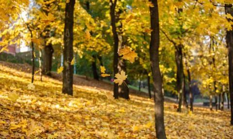 Yellow maple leaves fall off a tree in the park in autumn Stock-Fotos