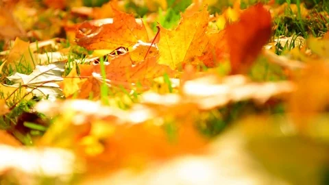 Yellow maple leaves fallen on ground in autumn Stock Footage 82677900