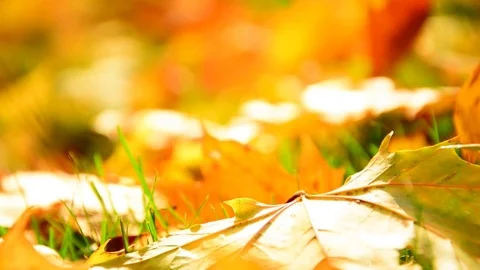 Yellow maple leaves fallen on ground in autumn Stock Footage 82677908