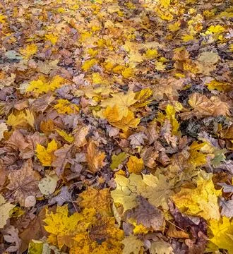 Yellow maple leaves fallen from trees on the ground in park on Sunny day Stock Photos