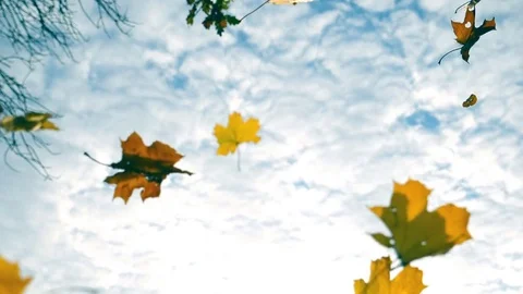 Yellow maple leaves falling in autumn park with cloudy sky at background Stock-Footage 82335576