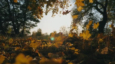 Yellow maple leaves falling to ground in autumnal park. Falling foliage Stock-Footage 296316732