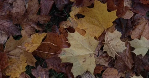 Yellow maple leaves fell Stock Footage 150510540