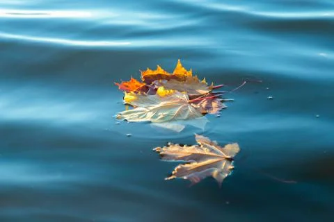 Yellow maple leaves float on the water. Foto stock