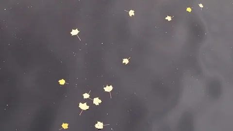 Yellow maple leaves floating on water Stock Footage 117576378