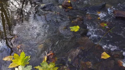 Yellow maple leaves floating on the water. Nature relaxation footage Stock Footage 254979191