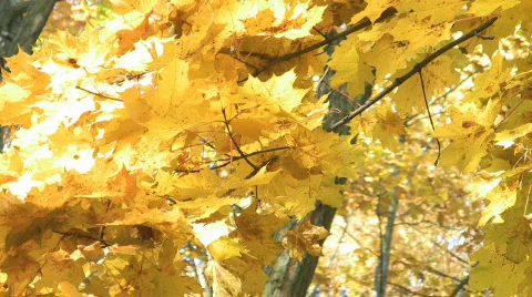 Yellow maple leaves Stock Footage 546012